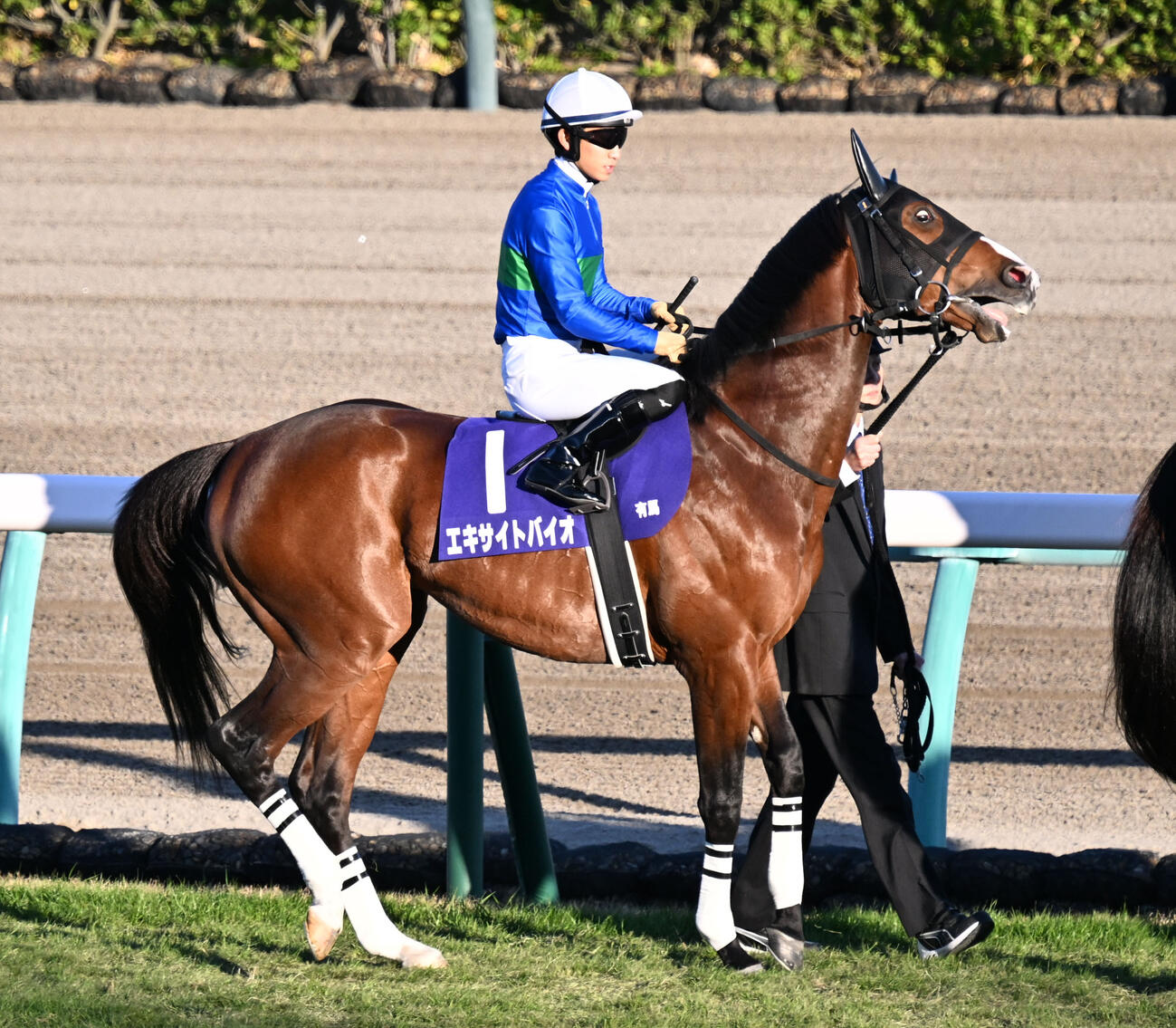 昨年の有馬記念8着に敗れたエキサイトバイオ