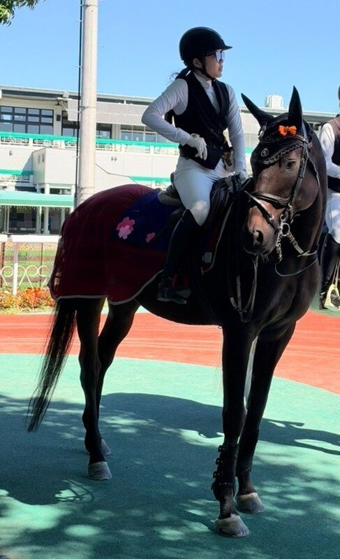 11月5日にデビューする誘導馬ナリタザクラ（兵庫県競馬組合提供）
