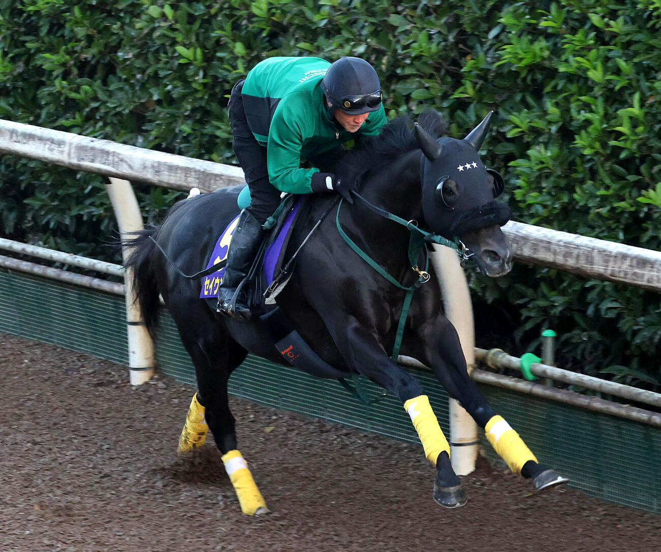 坂路を単走で追い切るセイウンハーデス（撮影・白石智彦）