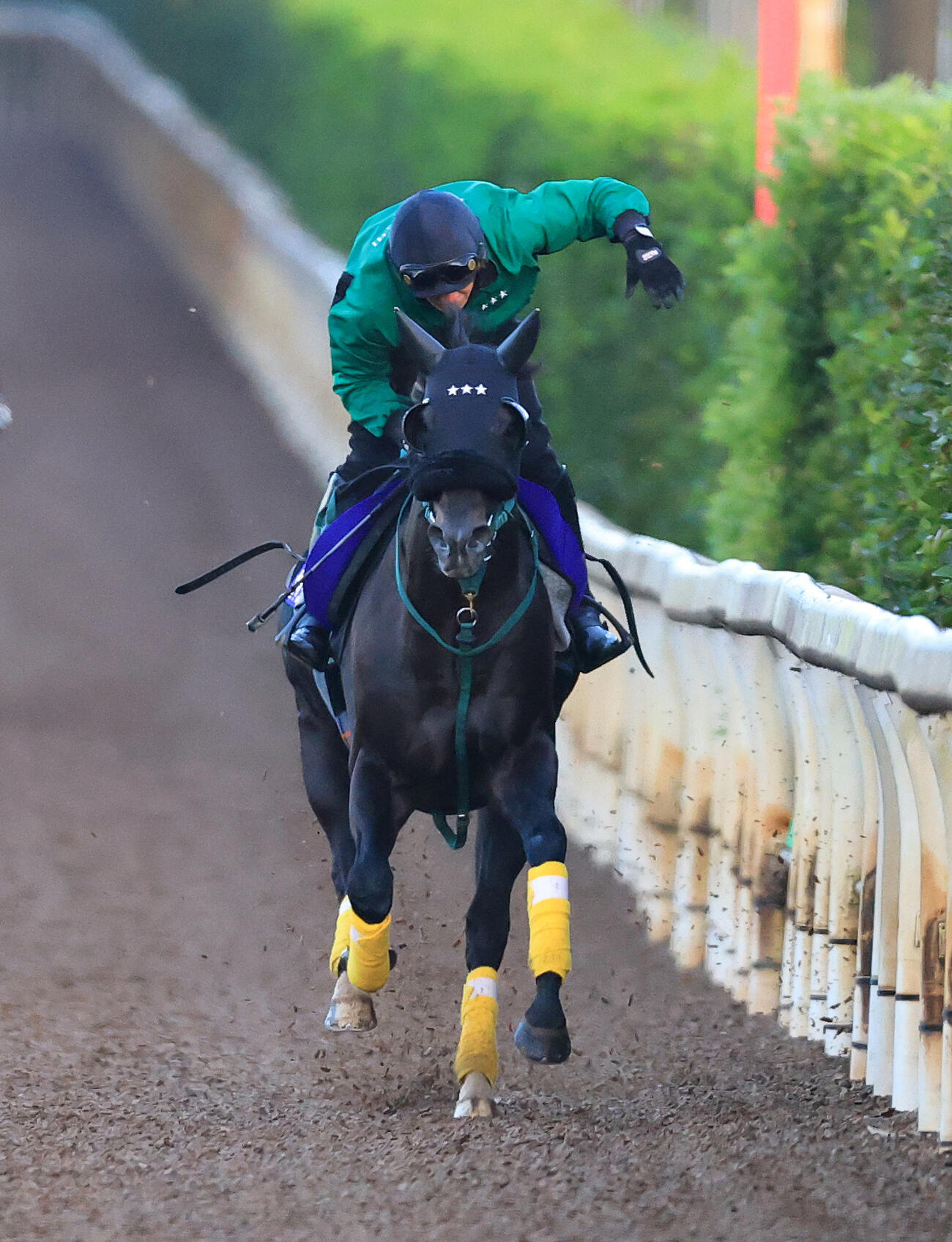 坂路を単走で追い切るセイウンハーデス
