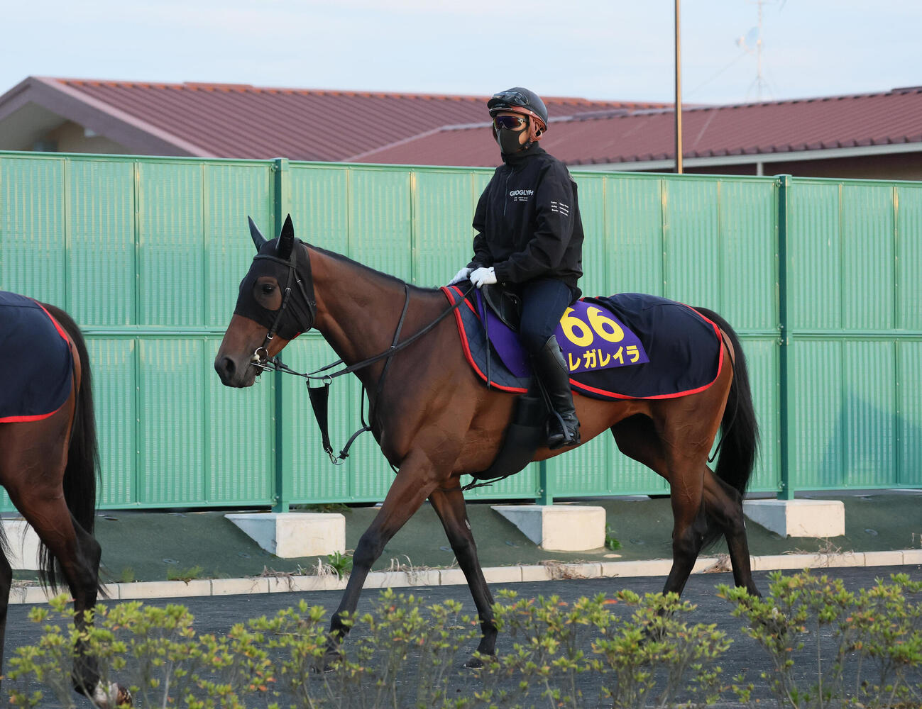 乗り運動で調整するレガレイラ（撮影・丹羽敏通）