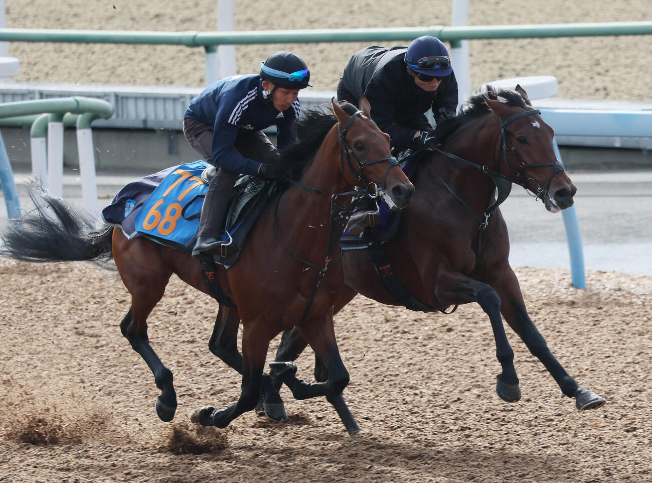 サクラファレル（右）は佐々木大輔騎手を背に美浦ウッドでミッキーファルコンと併せて追い切られた（撮影・丹羽敏通）