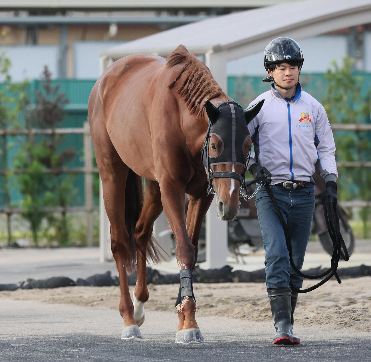 厩舎周りの引き運動で調整するシャンパンカラー（撮影・丹羽敏通）