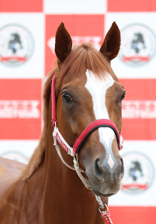 Shin Emperor retires from racing and will become a breeding stallion