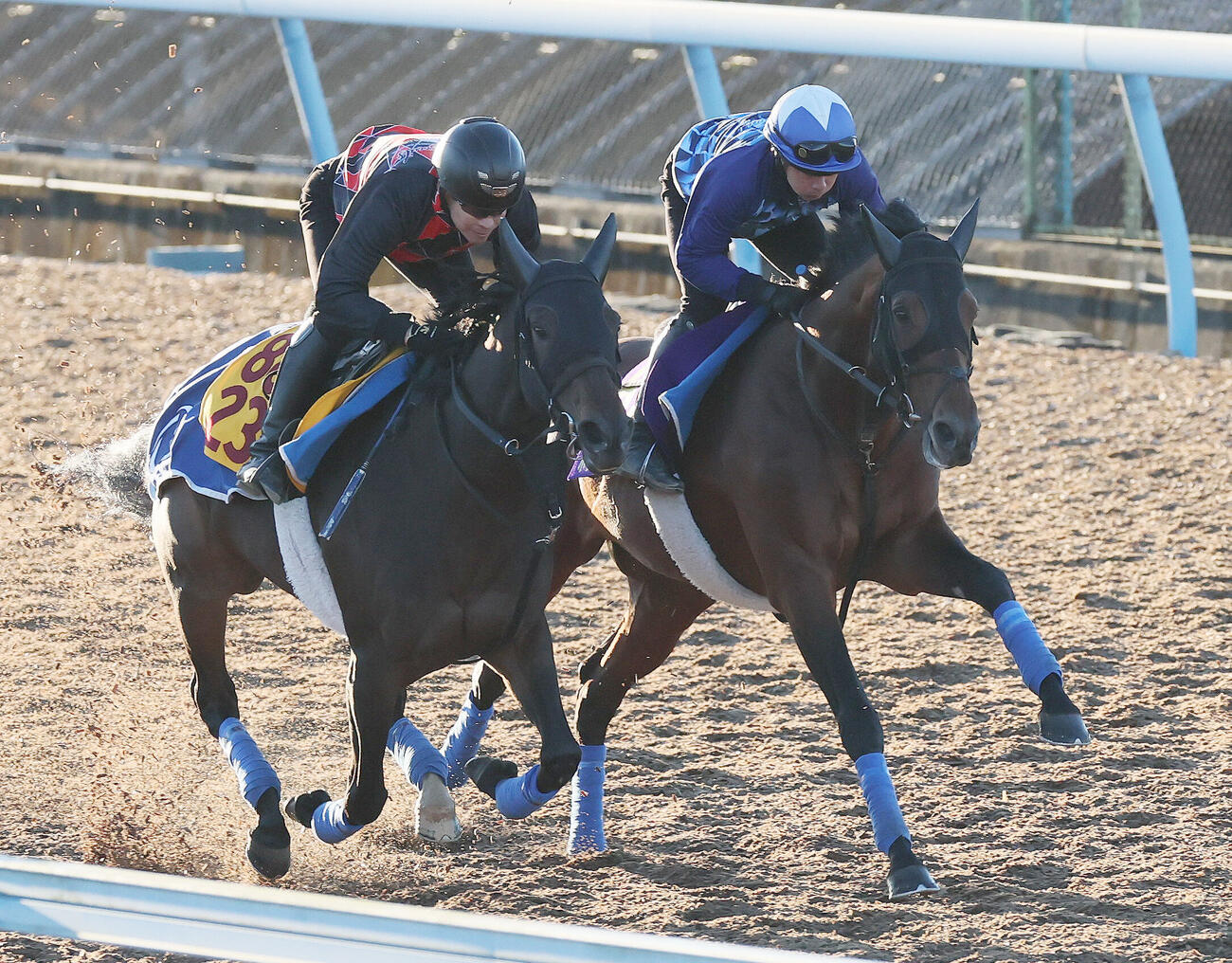 ホウオウビスケッツ（右）は岩田康誠騎手を背に美浦ウッドでシャンソンドールと併せて追い切られた（2026年10月28日撮影・）
