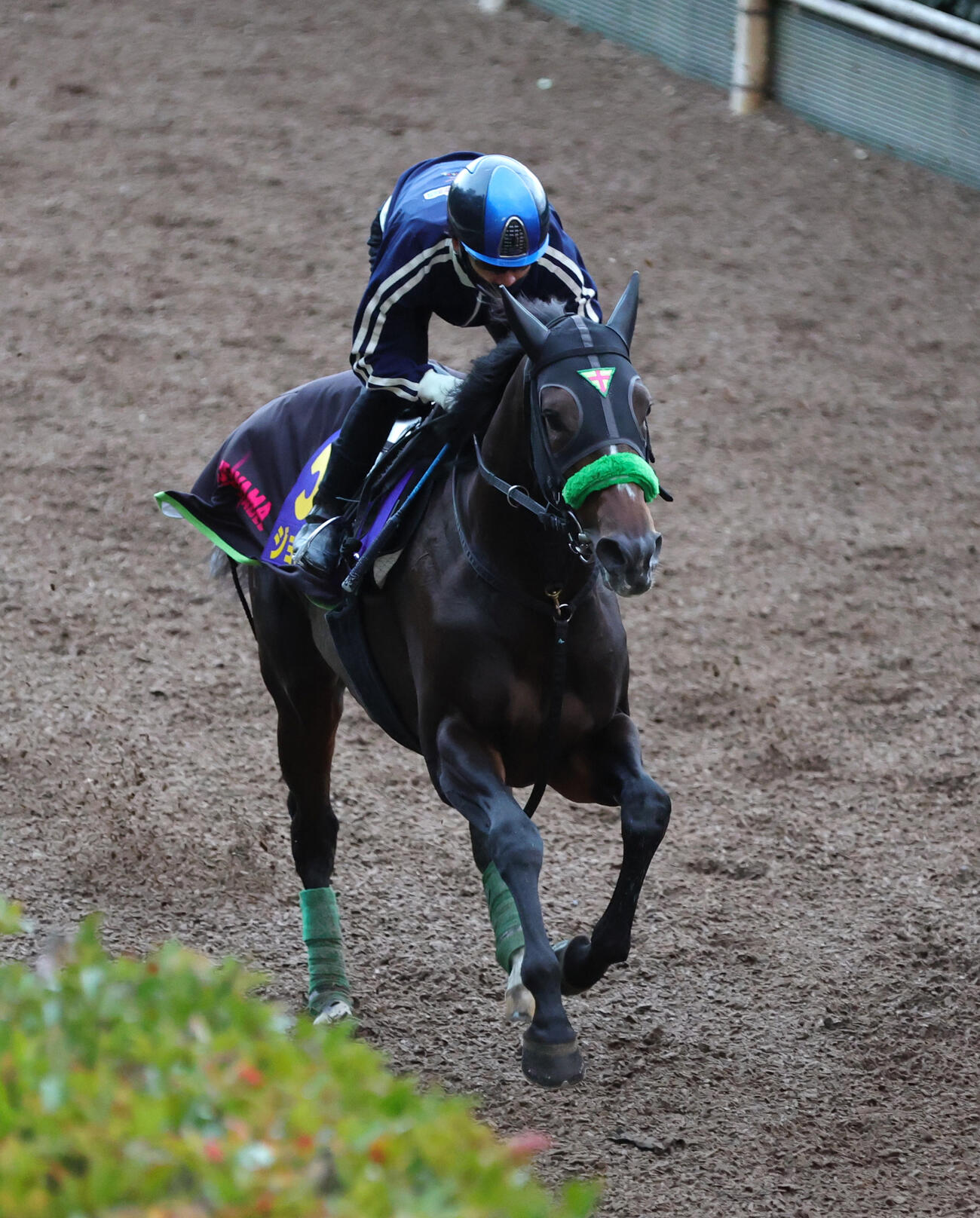 28日、松山弘平騎手を背に、坂路を単走で追い切るジョバンニ