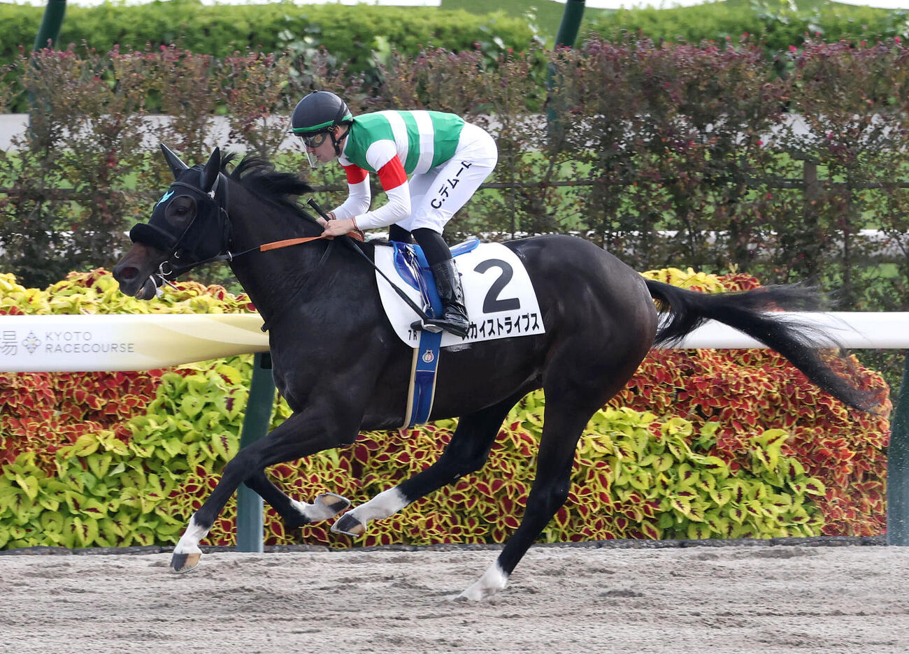 京都7R、クリスチャン・デムーロ騎手を背に3歳以上1勝クラスを制したスカイストライプス（撮影・白石智彦）