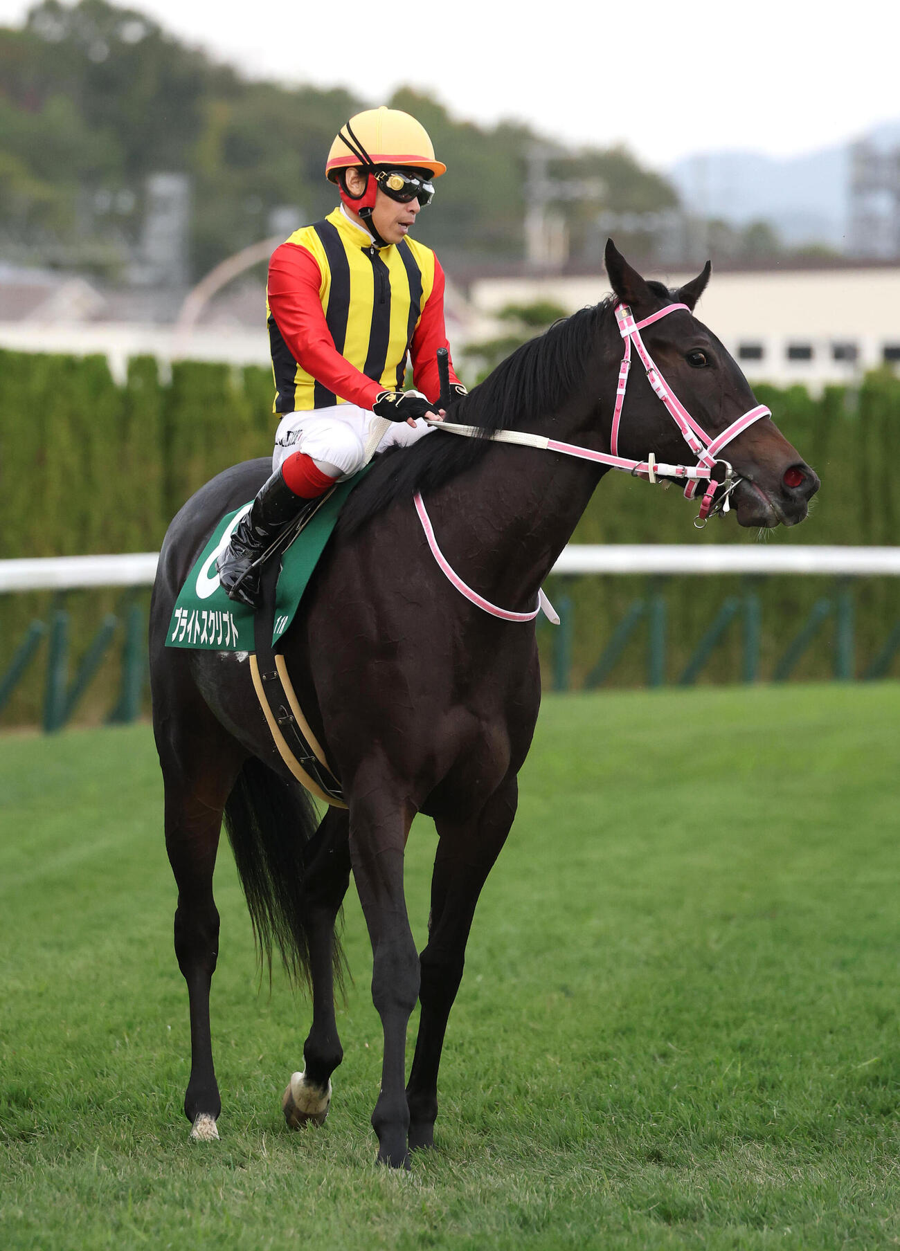 京都11RファンタジーS、4着に敗れた1番人気のブライトスクリプト（撮影・白石智彦）