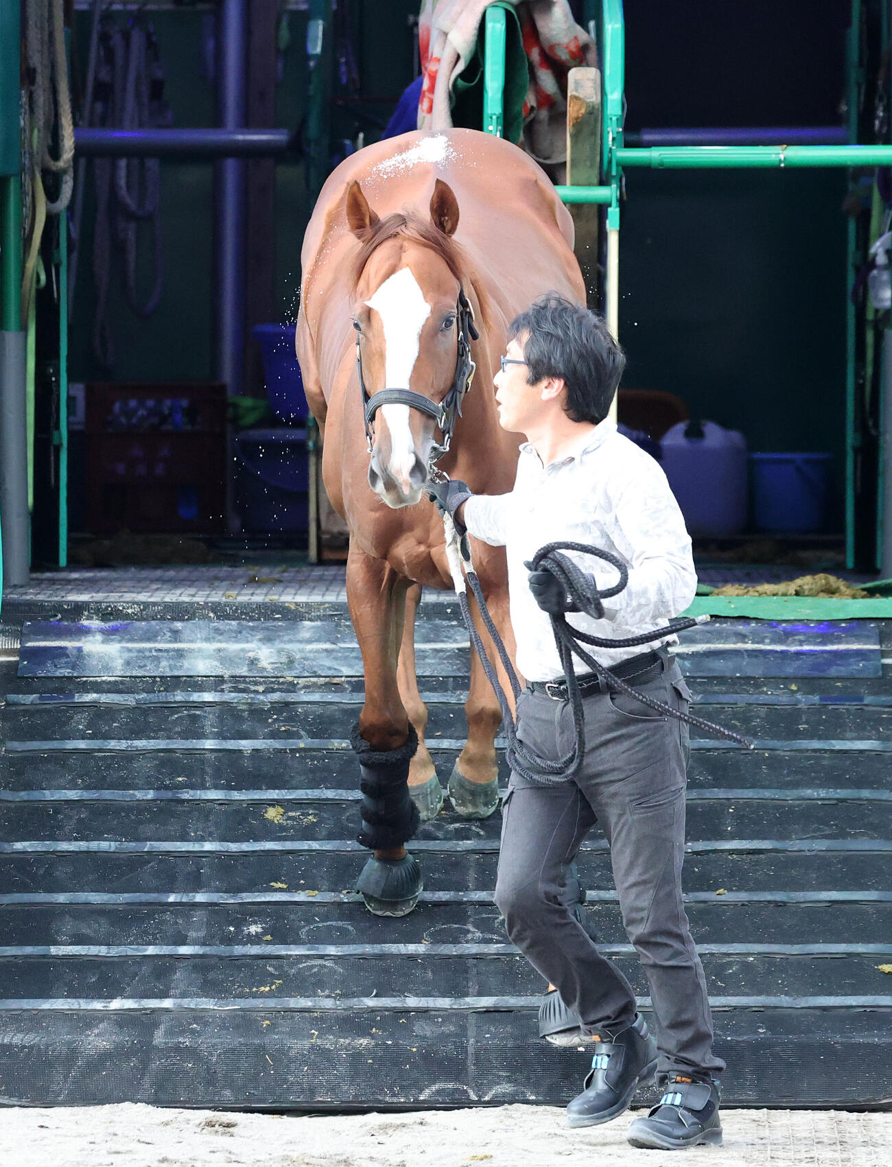 東京競馬場に到着したレディネス（撮影・鈴木正人）
