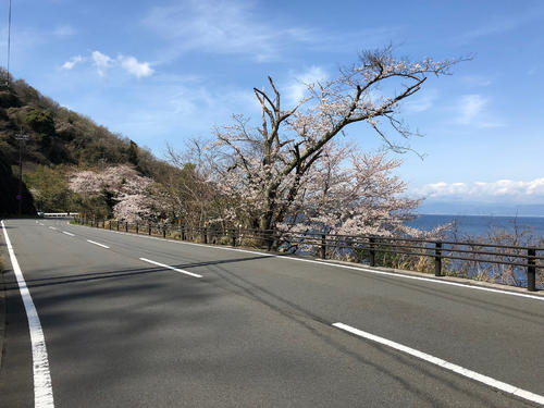 西伊豆の桜