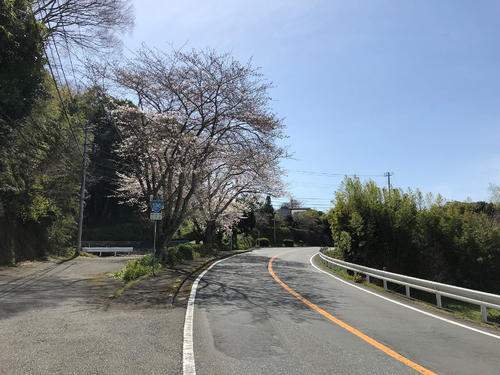 満開の桜