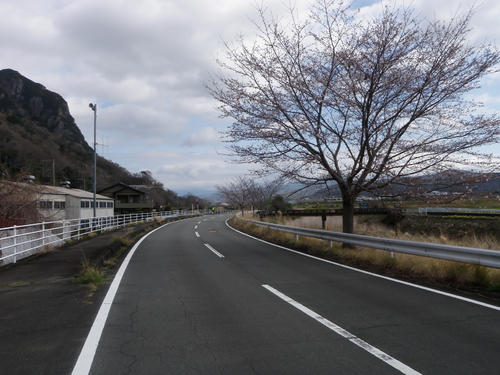 狩野川沿いの桜。まだ咲いていない