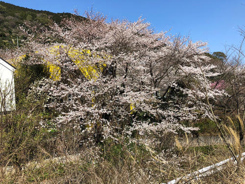 桜を見ながらダウンヒル