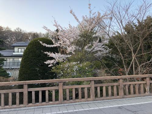 桜が咲いていた
