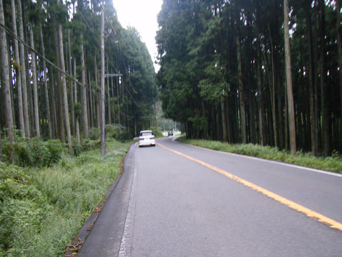 木立の中を走る県道72号