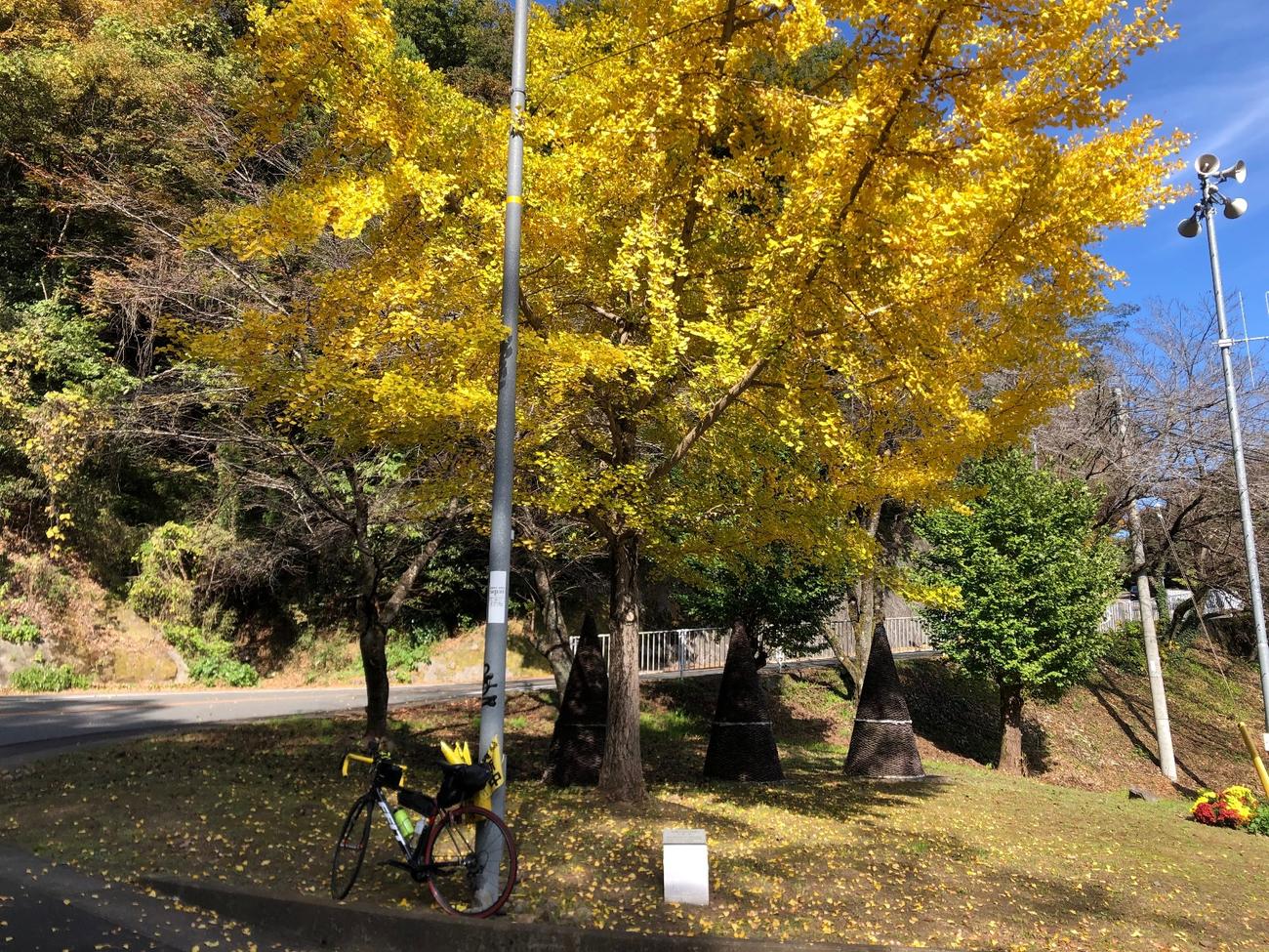 「芸術の道」起点近くで黄金色に染まるいちょう