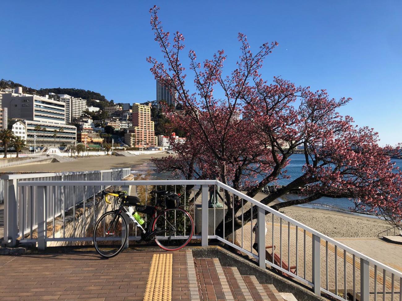 午前8時24分　熱海サンビーチの熱海桜