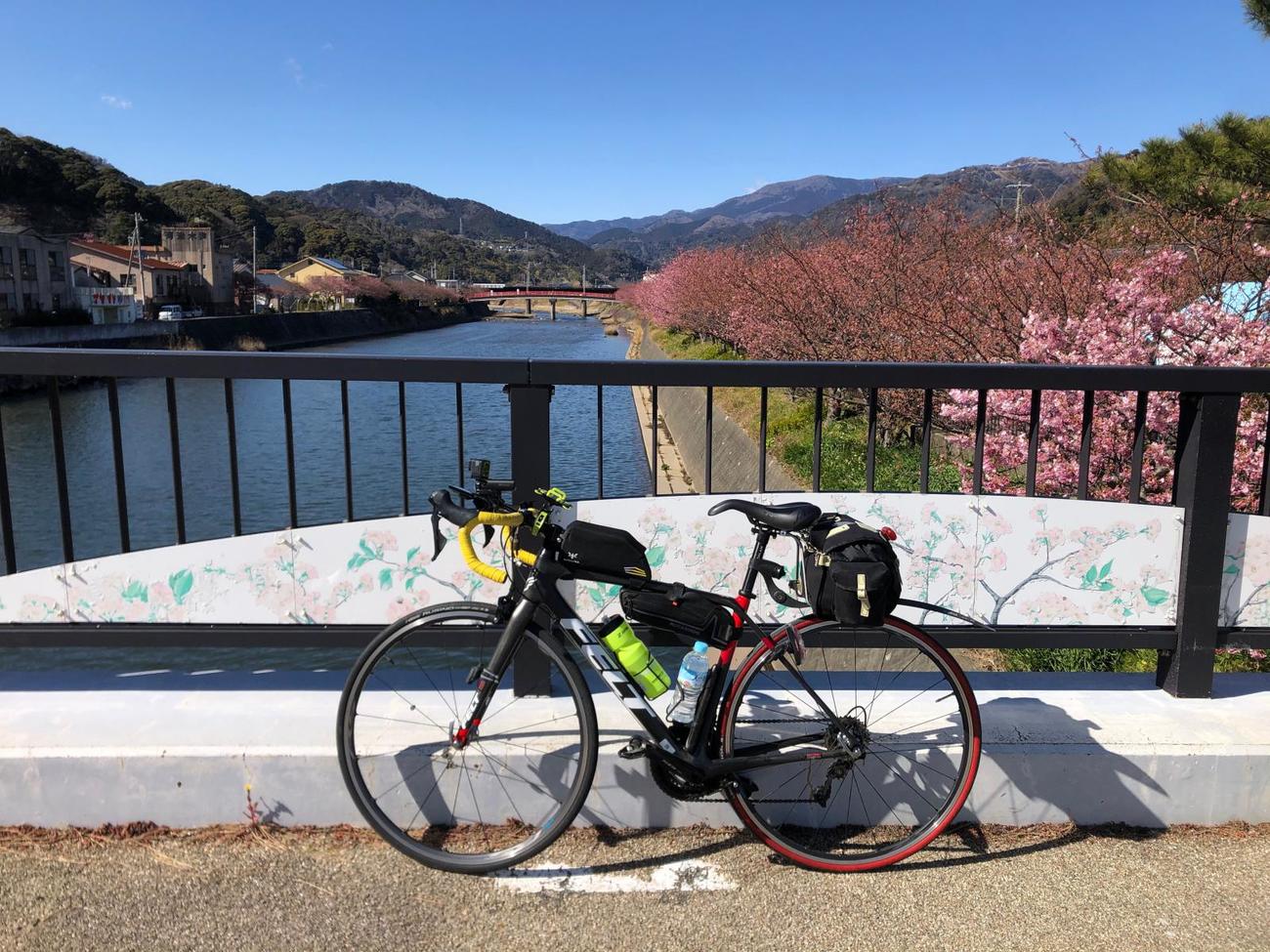 午後1時過ぎ　浜橋から河津桜を臨む。奥に見えるのは館橋
