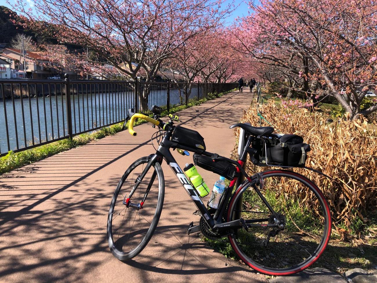 午後1時過ぎ　河津桜