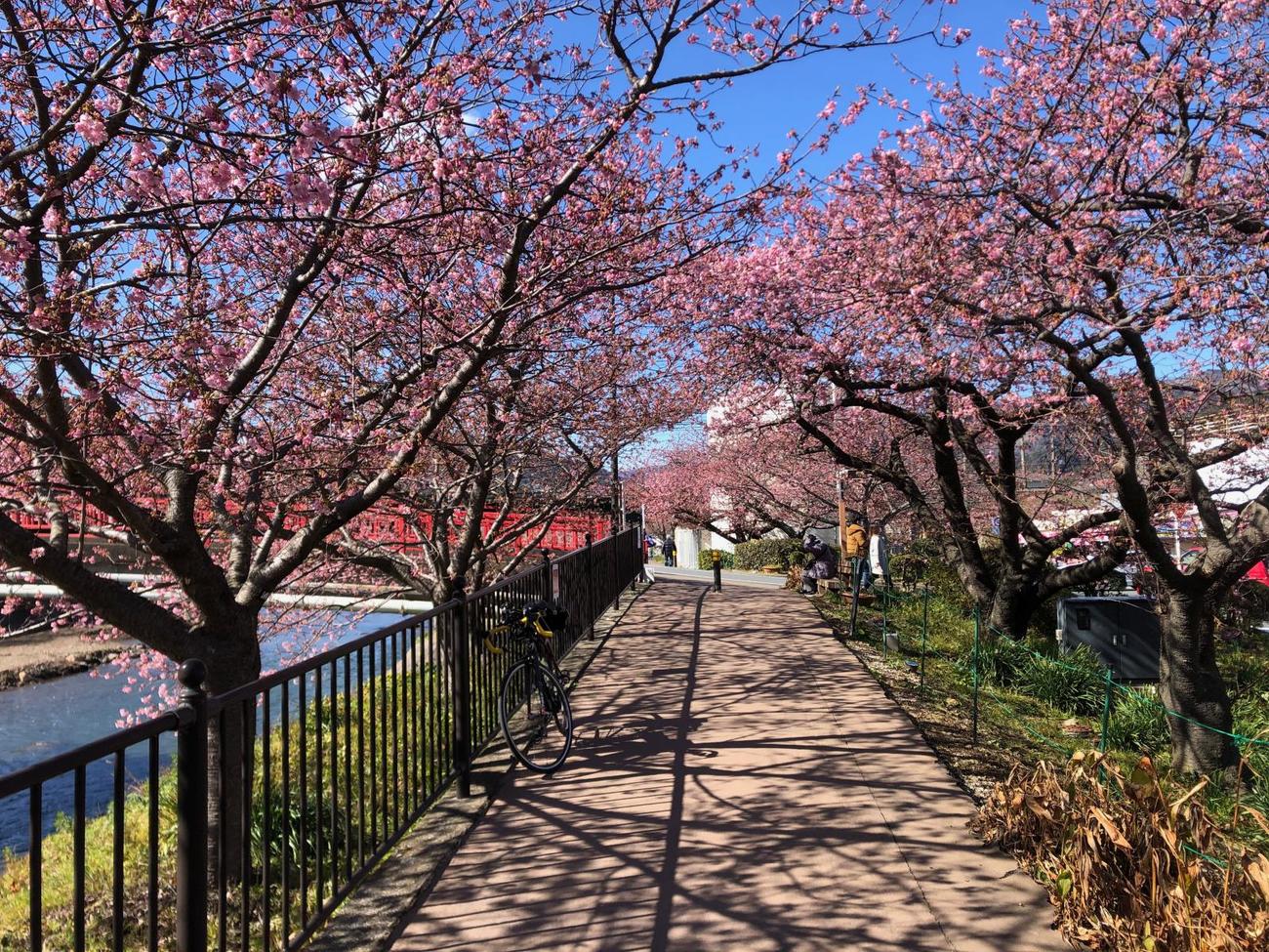 午後1時過ぎ　館橋近くの河津桜