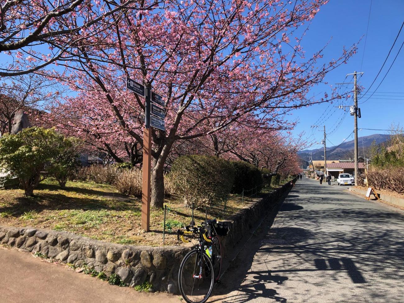 午後1時過ぎ　河津桜