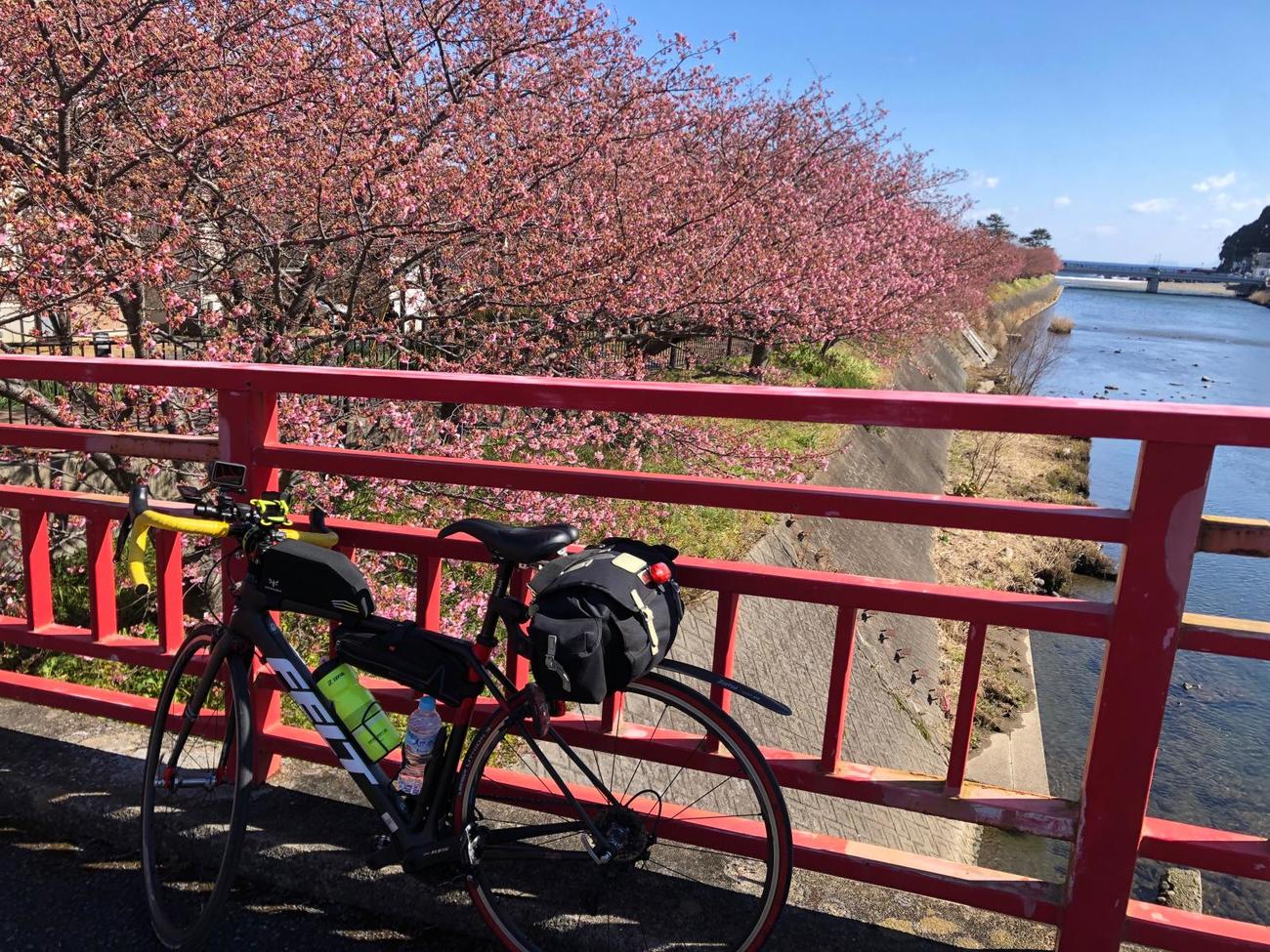 午後1時過ぎ　館橋から河津桜を臨む