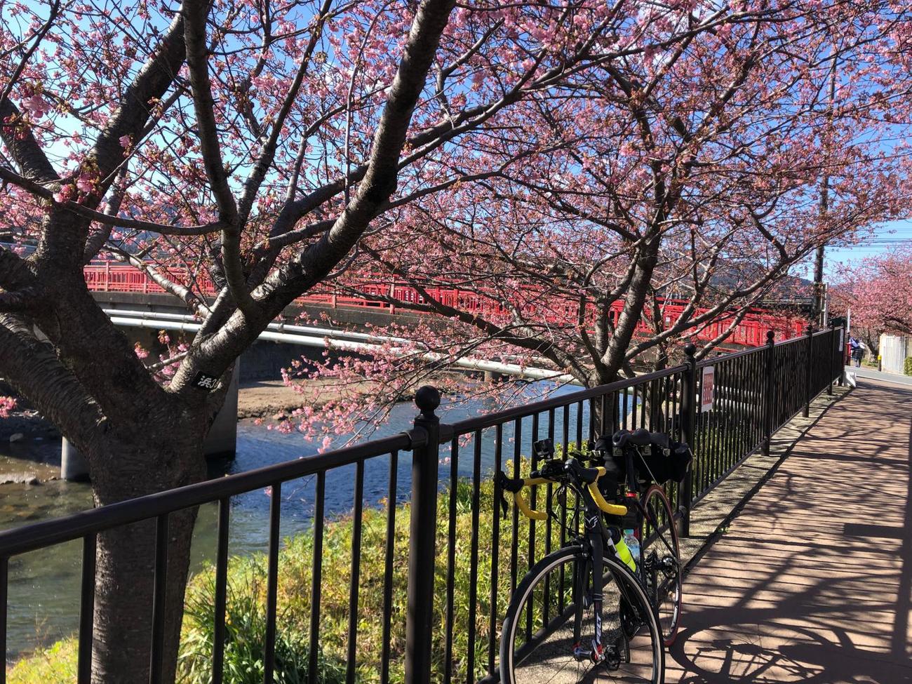 午後1時過ぎ　館橋付近の河津桜