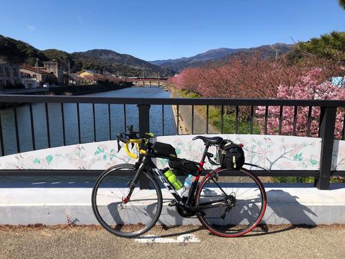 午後1時過ぎ　浜橋から河津桜を臨む。奥に見えるのは館橋