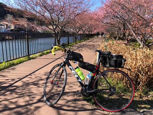 午後1時過ぎ　河津桜