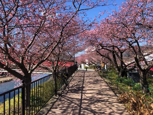午後1時過ぎ　館橋近くの河津桜