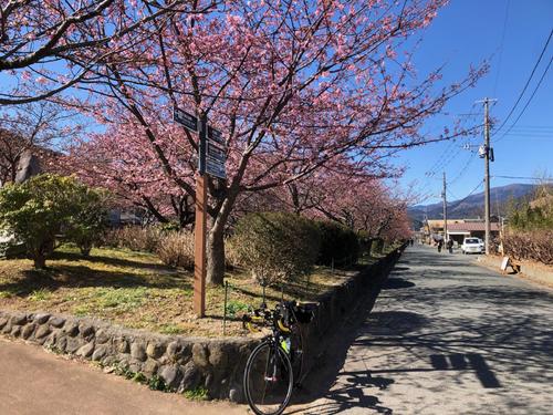 午後1時過ぎ　河津桜