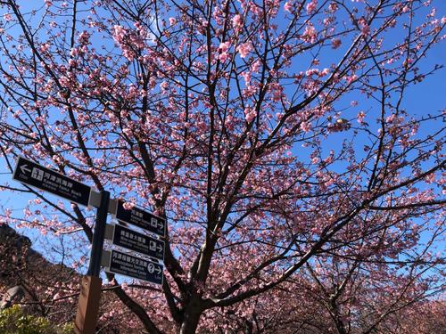 午後1時過ぎ　河津桜