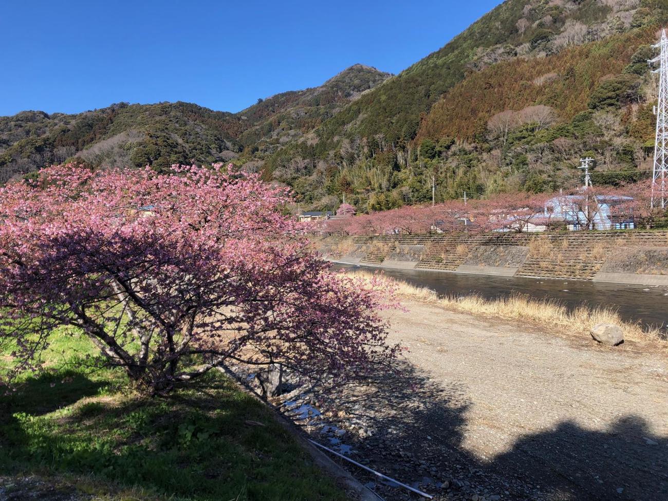 河津川の桜並木