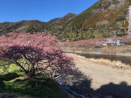 河津川の桜並木