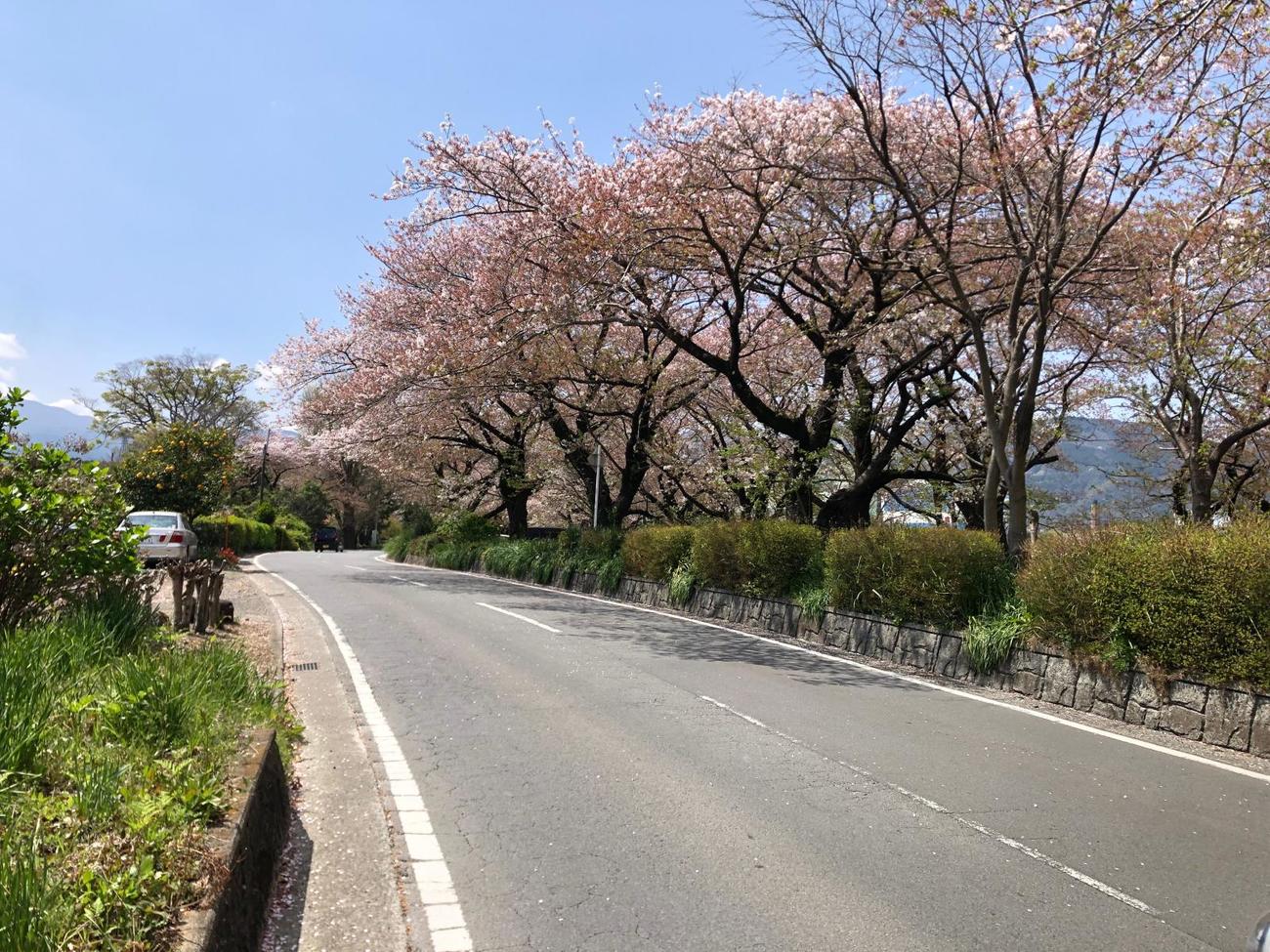 午前11時41分　酒匂川・新大口橋付近の桜