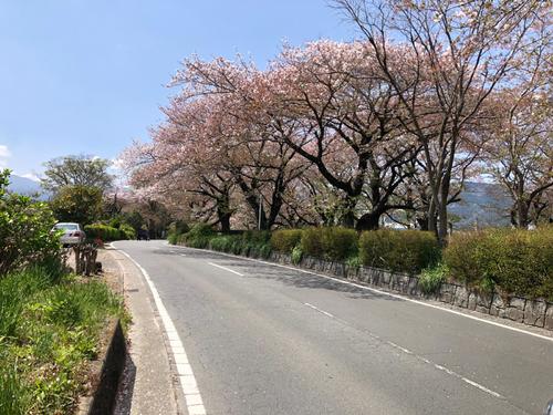 午前11時41分 酒匂川・新大口橋付近の桜