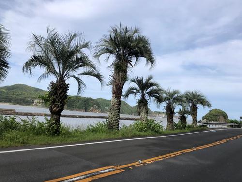 14日午後3時36分、道沿いにはフェニックス。南国らしい風景だ