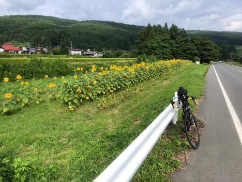 峠を下るとひまわり畑