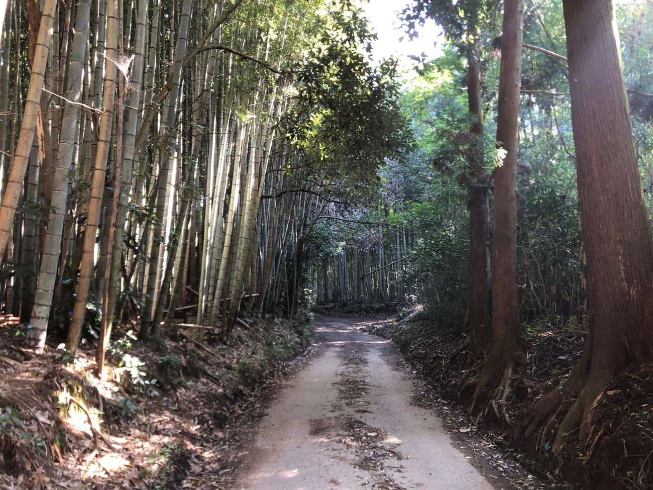 23日午前10時32分、竹林に挟まれた山道を行く
