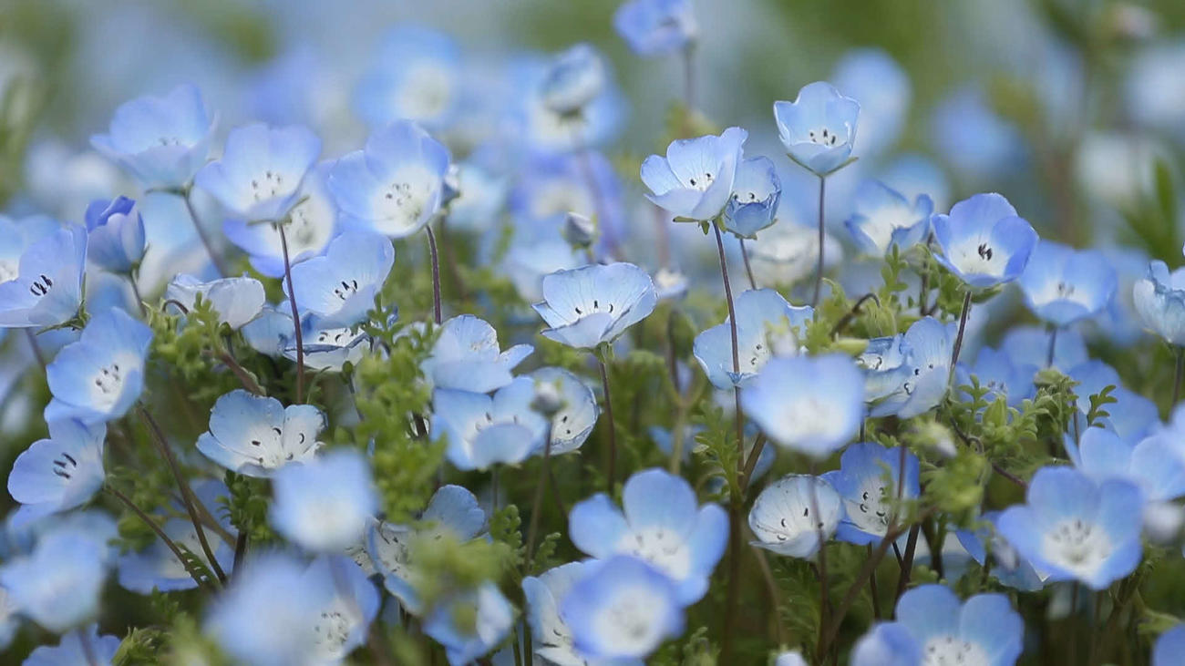 ネモフィラの花はきれいに咲いていました