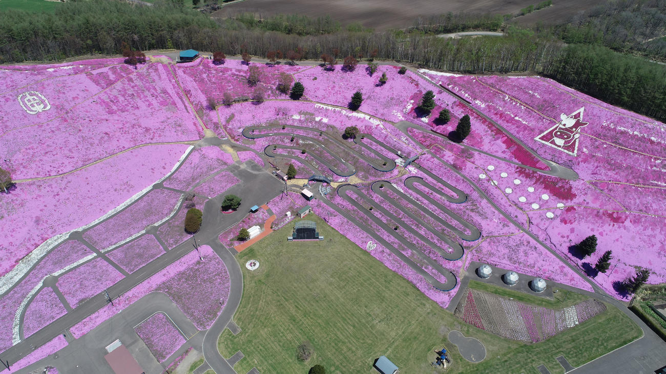 上空140メートルからの芝桜です