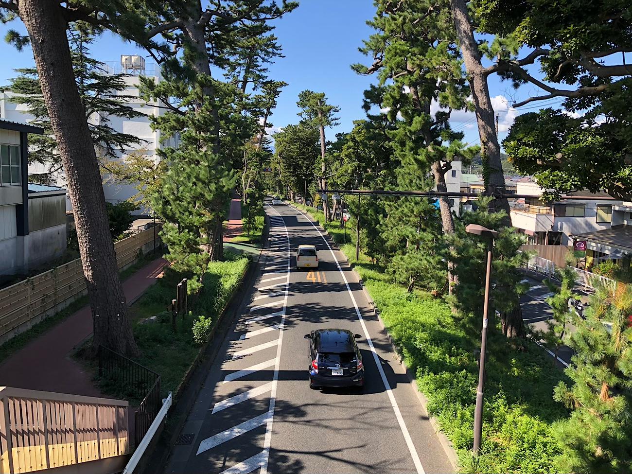 国道1号の東海道に残る松並木