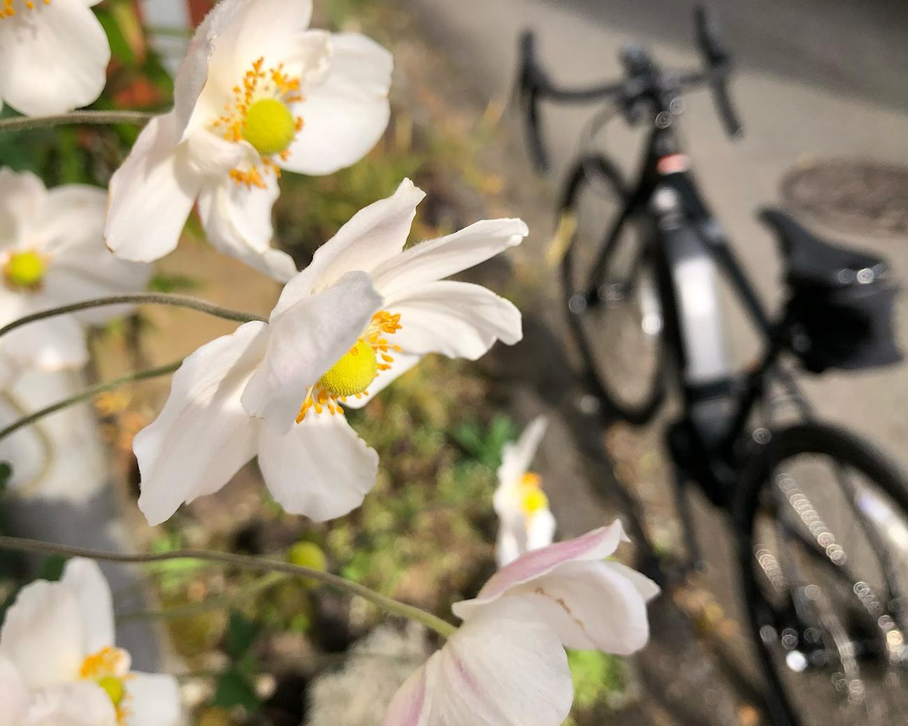 花を見つけペダルを止めた