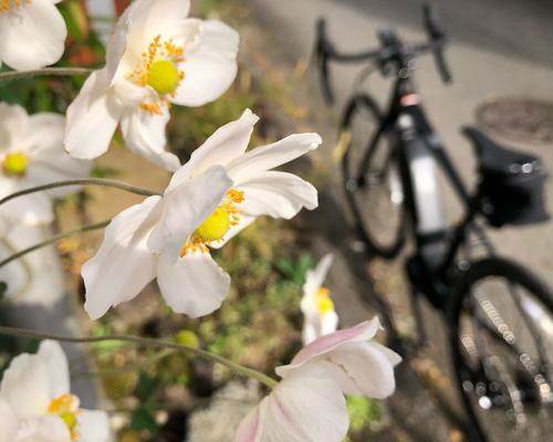 花を見つけペダルを止めた