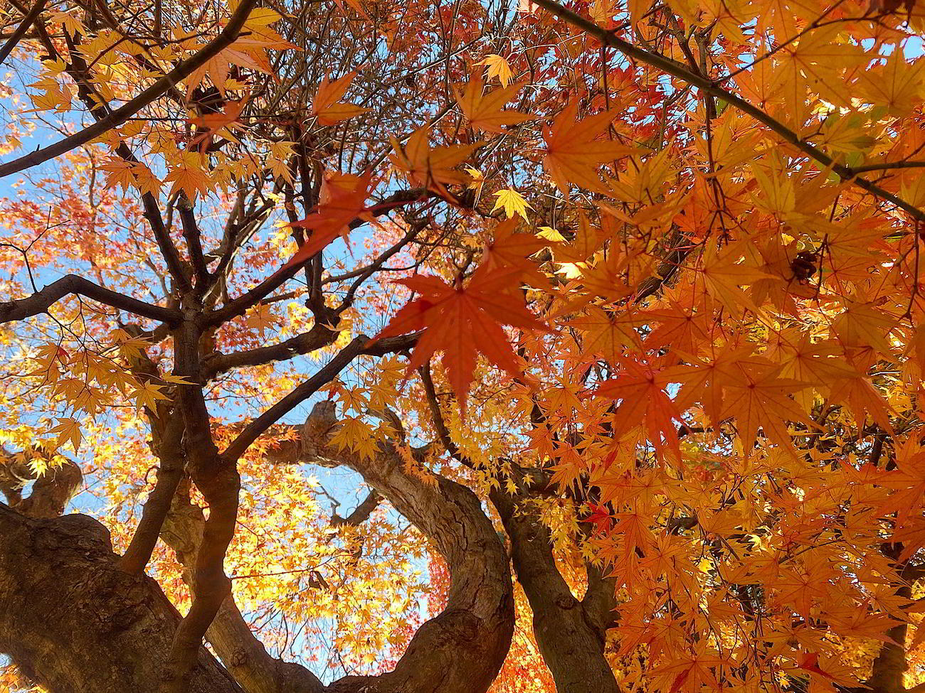 11月下旬だが場所によっては紅葉が残っていた