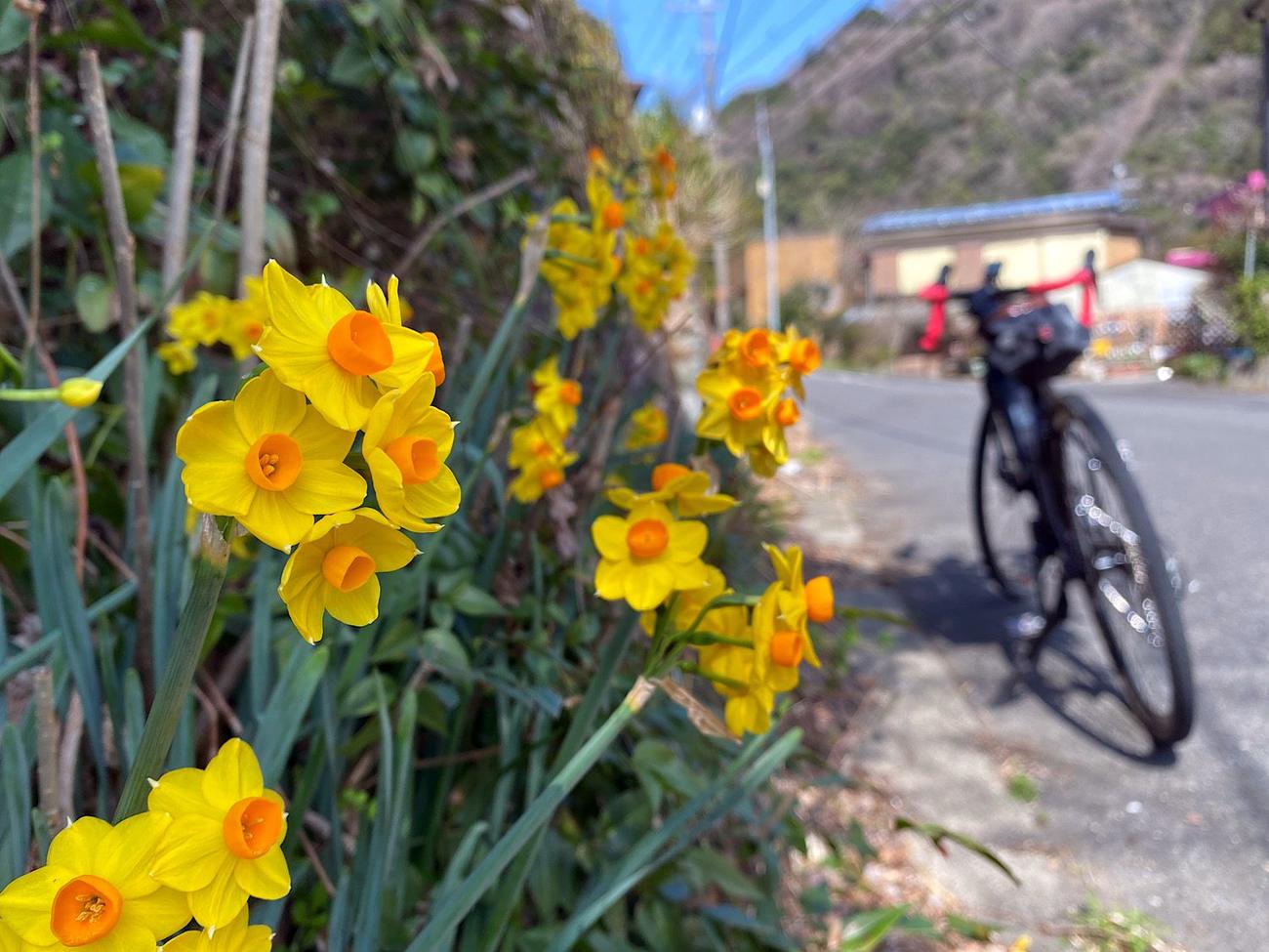 春の道は美しい花々で鮮やかに彩られていた
