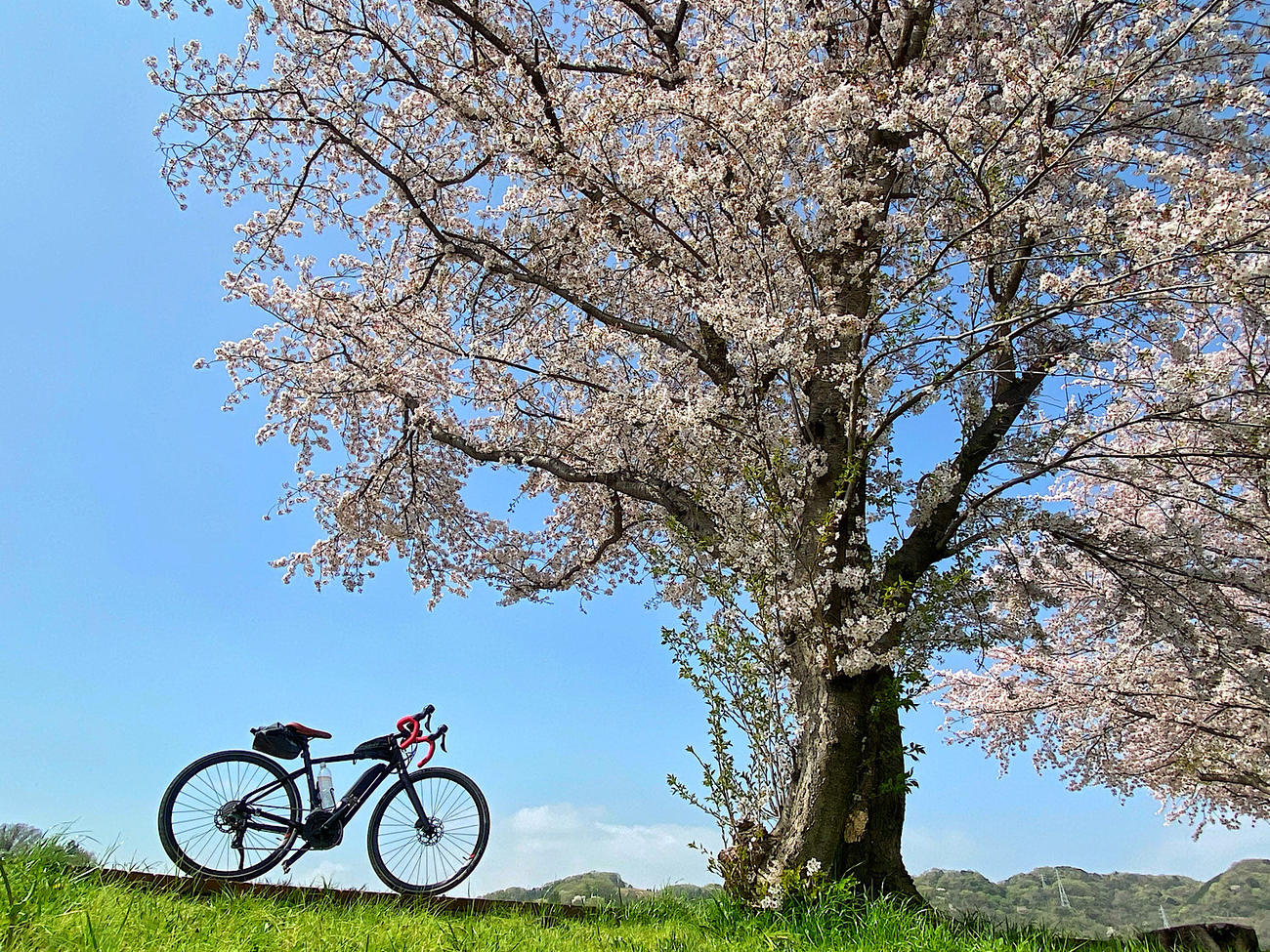 桜の木の下でひと休みするE-Bike