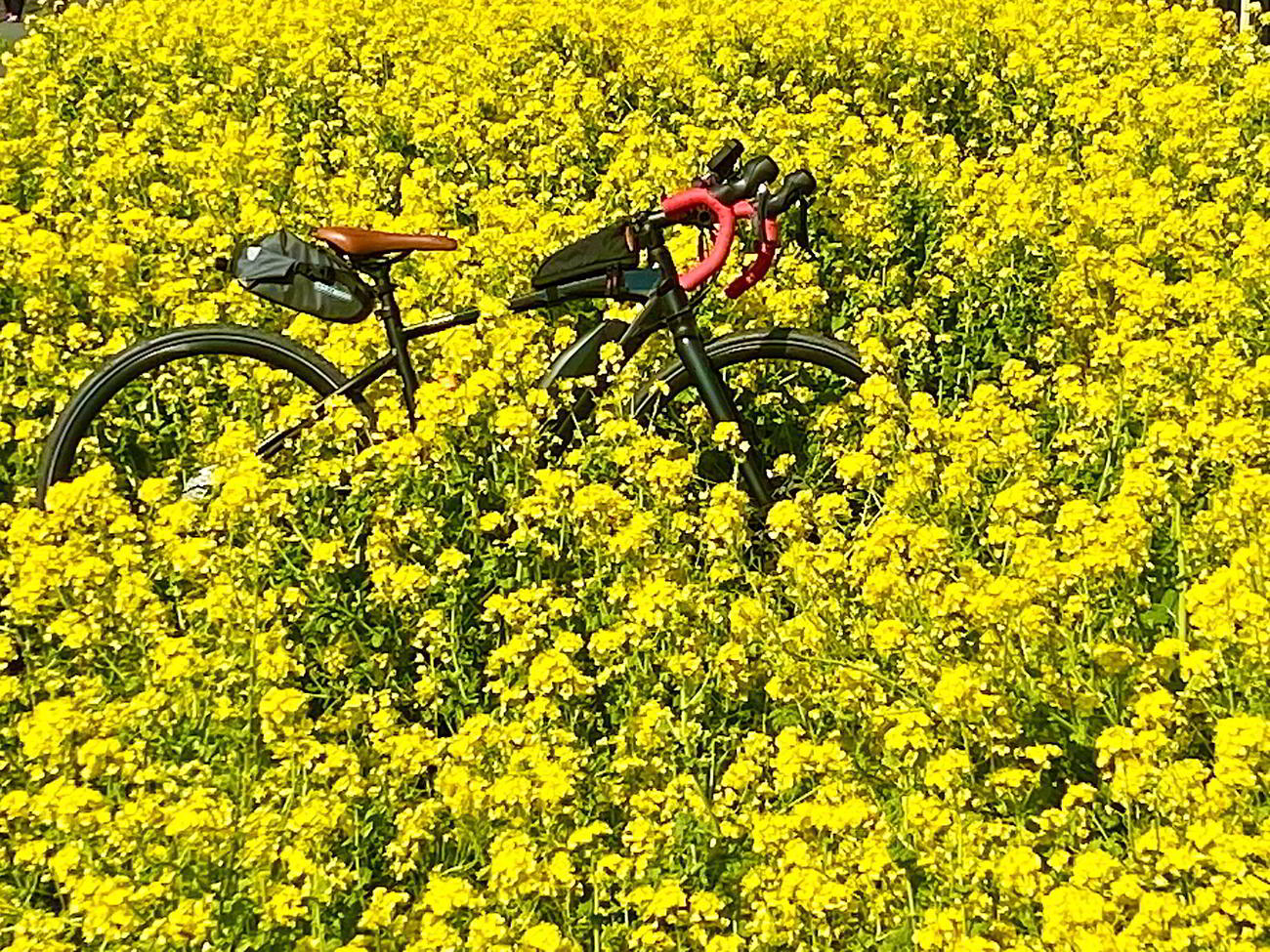 鶴見川の近くで見つけた菜の花畑