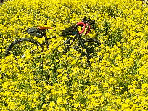 鶴見川の近くで見つけた菜の花畑