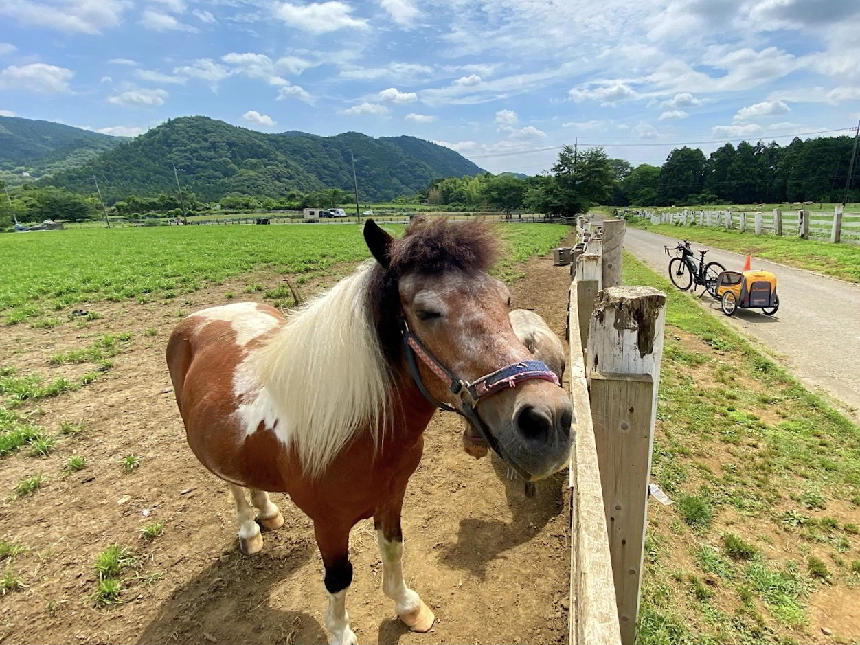 広大な服部牧場で放牧された馬と戯れた